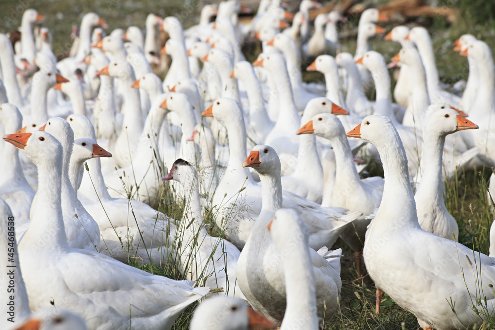 Obraz premium Herd of white domestic geese
