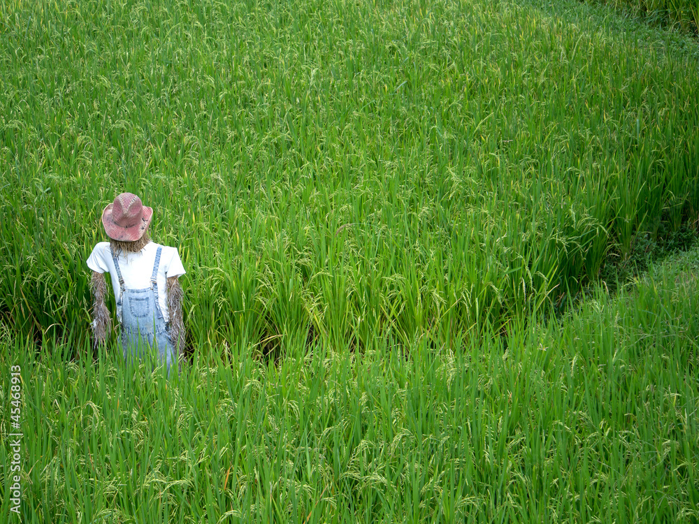 Young rice plant in rice field at Thailand Young rice plant in rice field at Thailand