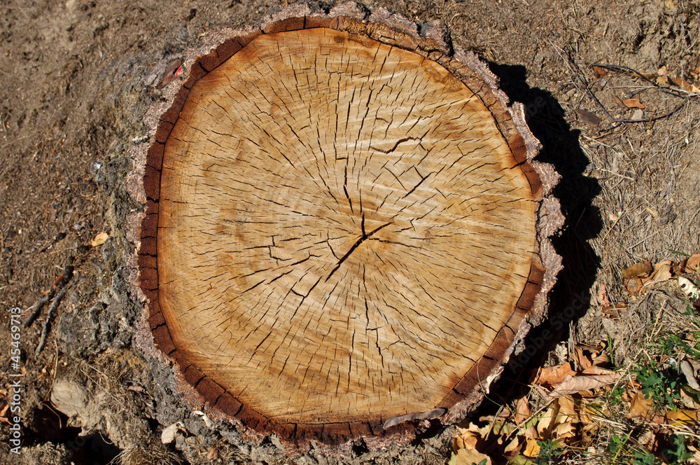 Naklejka premium Sectioned tree trunk