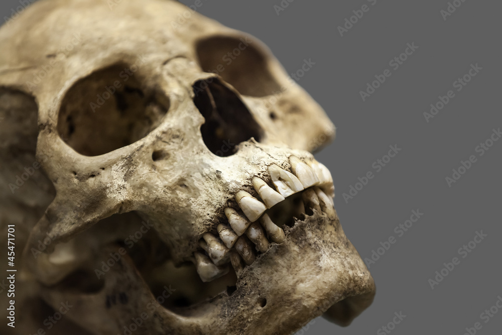 Human skull bone Human skull bone