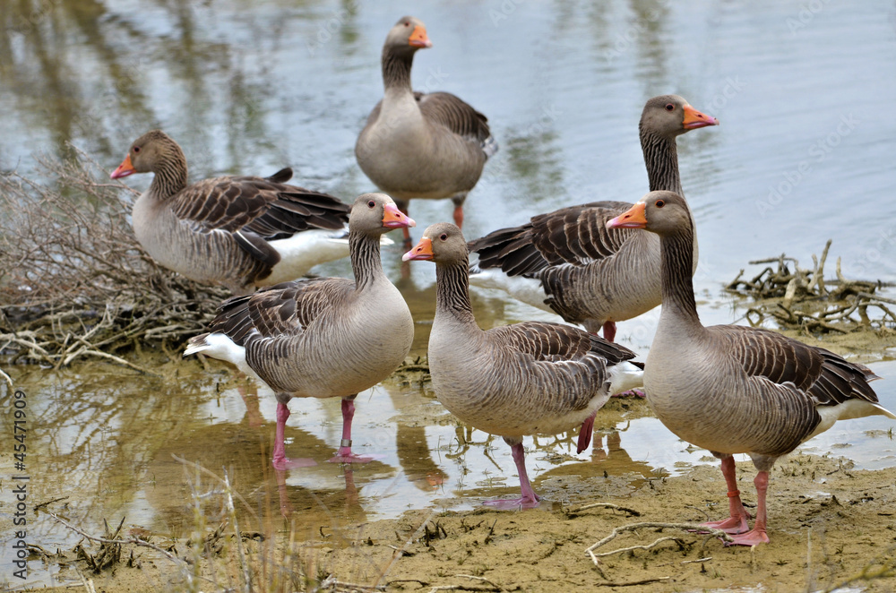 Group of greylag geese (Anser anser domesticus), near of a pond Group of greylag geese (Anser anser domesticus), near of a pond