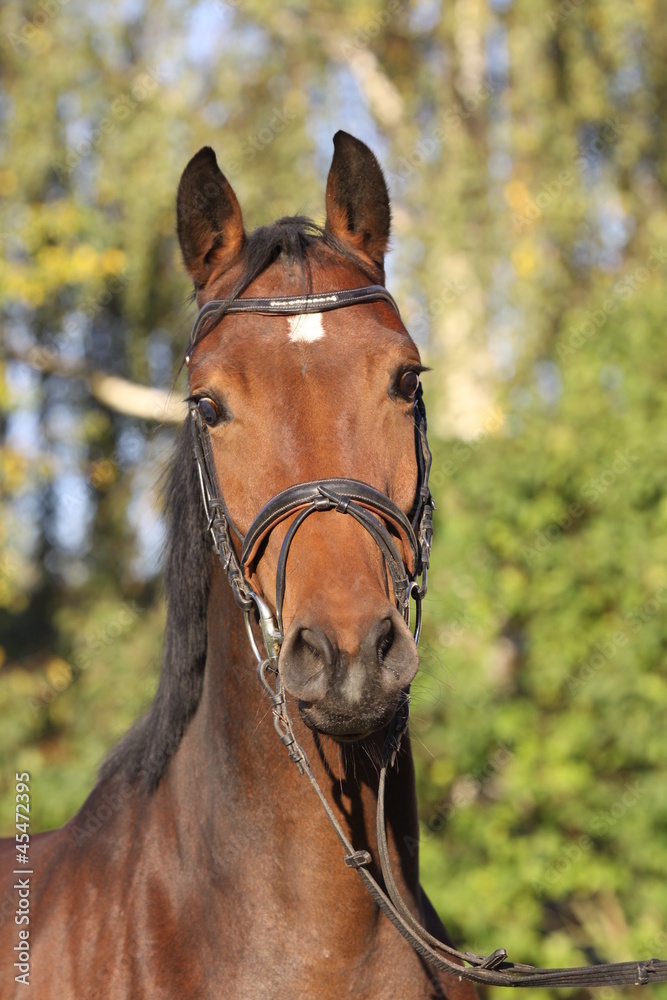 Obraz premium portrait holsteiner