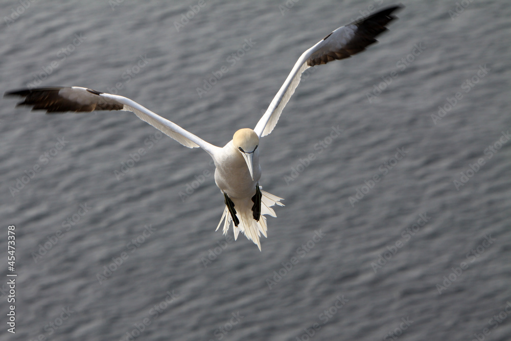 Basstölpel am Vogelfelsen auf Helgoland Basstölpel am Vogelfelsen auf Helgoland