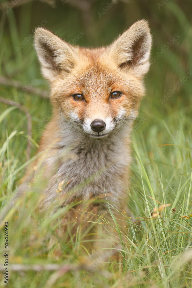 Obraz premium red fox cub