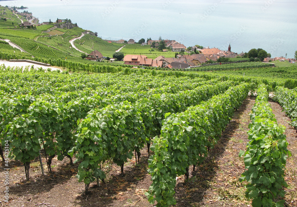 Vineyards in Lavaux, Switzerland