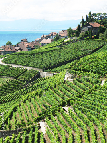 Famouse vineyards in Lavaux region against Geneva lake. Switzerl