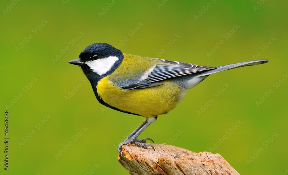 Fototapeta premium Parus major.