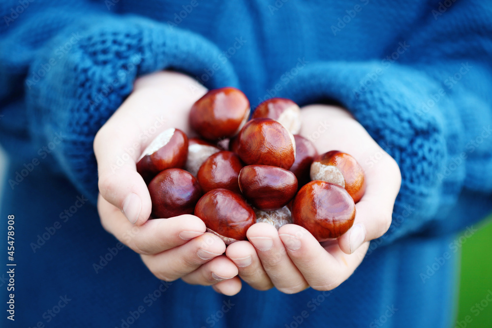 little hands with chestnuts little hands with chestnuts