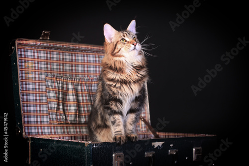 Brown Tabby Maine Coon in studio on black background photo