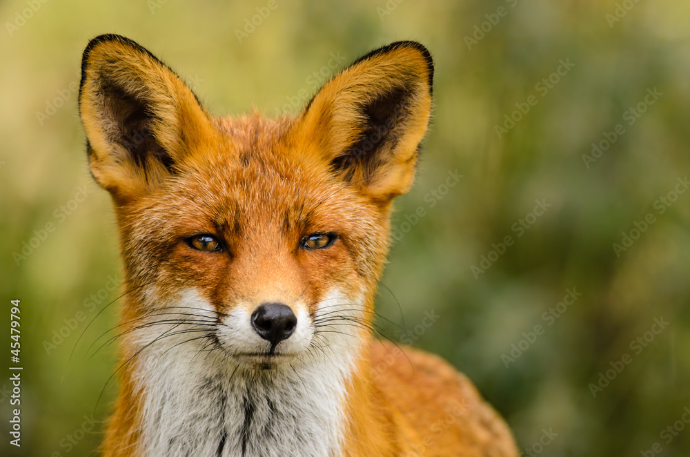 Fototapeta premium Red fox (Vulpes vulpes)