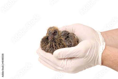 Baby bird of pigeon in hand