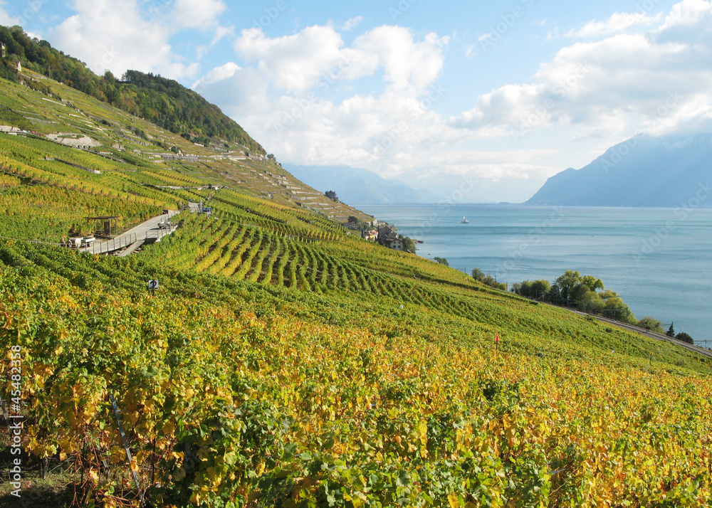 Naklejka premium Vineyards in Lavaux, Switzerland