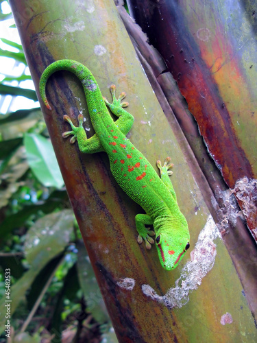 Green Madagascar taggecko on a palm tree