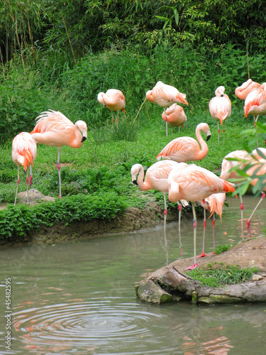 Flamingos in Zurich Zoo