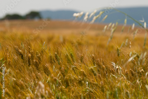 Wheat camp