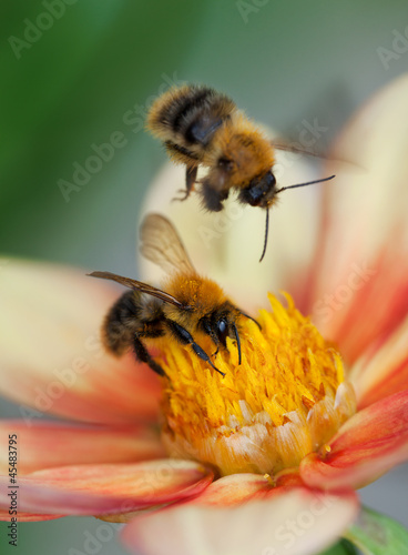 Obraz na płótnie Two honey bees on dahlia flower w salonie