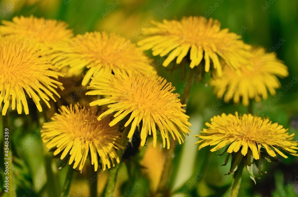 Dandelions Dandelions