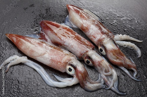squids photo