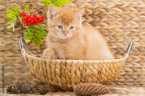 British kitten sitting in a basket with mountain ash