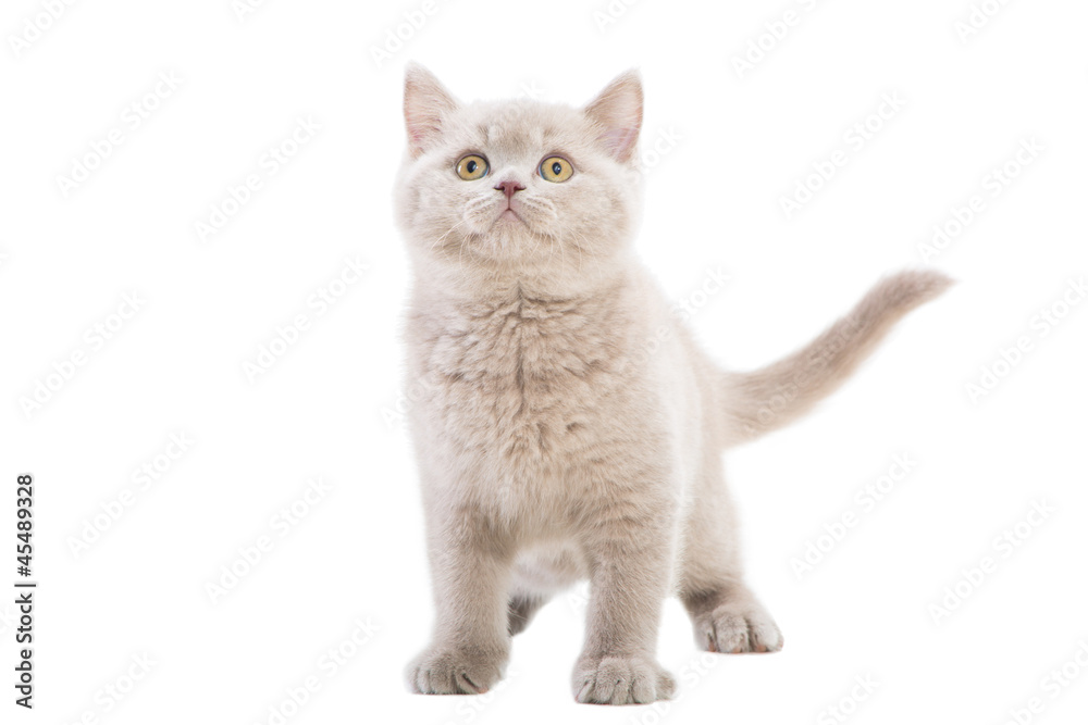 Fototapeta premium purple British kitten on isolated white
