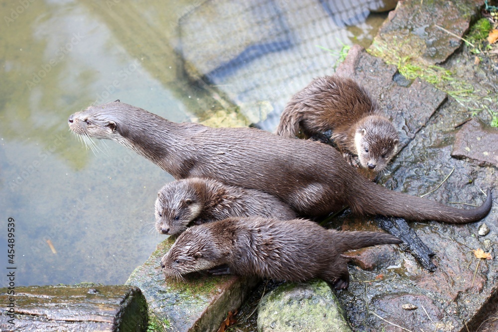 Fischottermutter mit drei Jungtieren Fischottermutter mit drei Jungtieren