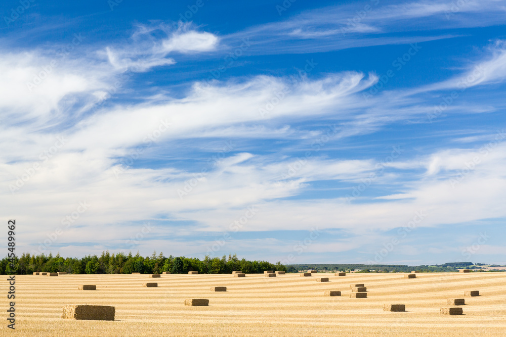 Obraz premium Blue skies over corn fields in England