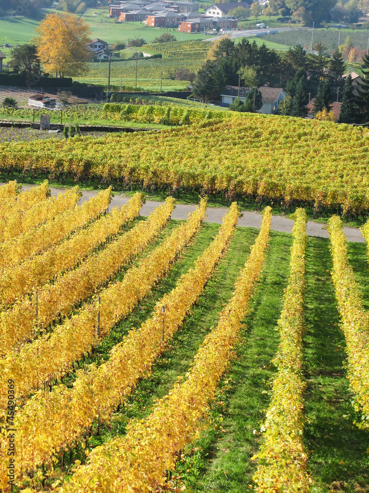 Vineyards in Montreux, Switzerland