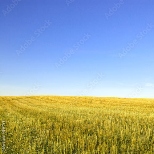 Harvested wheat field and  blue sky