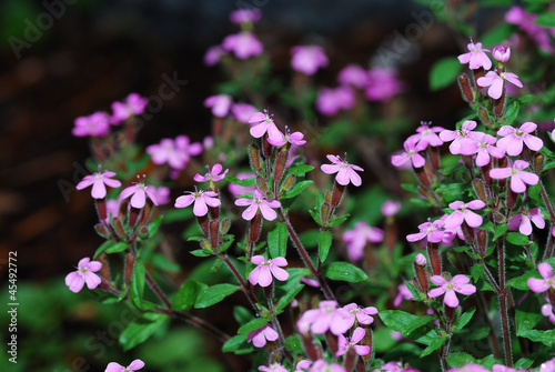 Wallpaper Mural kleine rosa blueten Torontodigital.ca