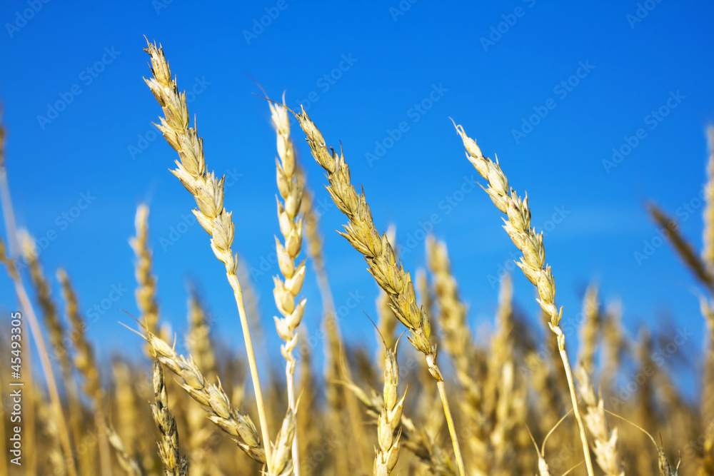 Fototapeta premium Wheat Field