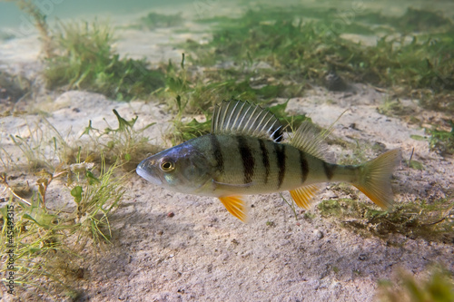 Perch in the lake on the plants background