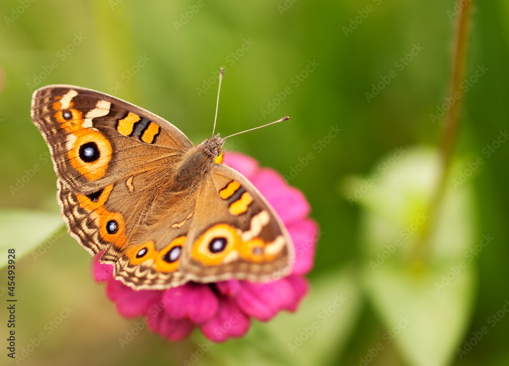 Live insect Australian butterfly Meadow argus Live insect Australian butterfly Meadow argus