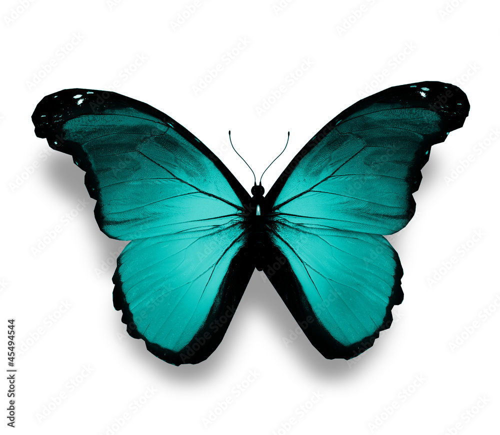 Fototapeta premium Turquoise butterfly, isolated on white
