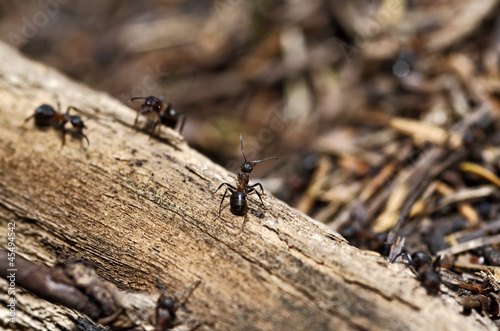 ants © danimages