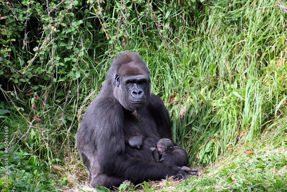 Lowland gorilla Lowland gorilla