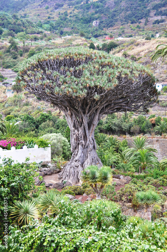 Famous 1000-years old dragon tree in Icod de los Vinos, Tenerife