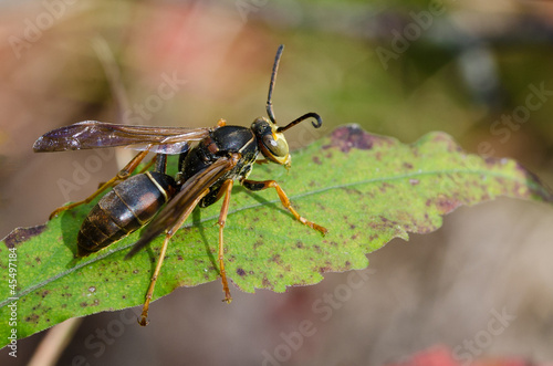 Wasp Resting on a Green Leaf © rck