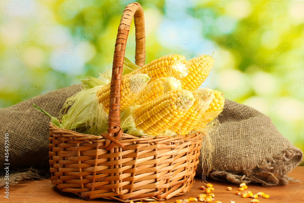 fresh corn in basket, on wooden table, on green background