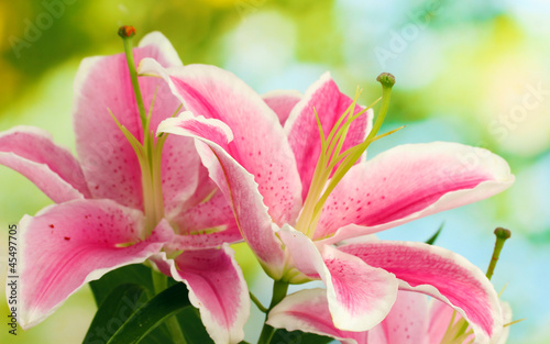 Fototapeta Naklejka Na Ścianę i Meble -  beautiful pink lily, on green background