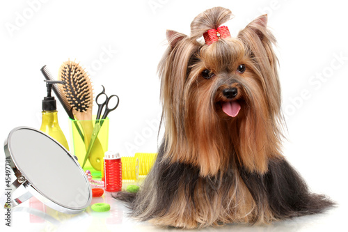 Beautiful yorkshire terrier with grooming items isolated photo