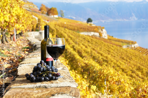 Red wine and grapes on the terrace vineyard in Lavaux region, Sw