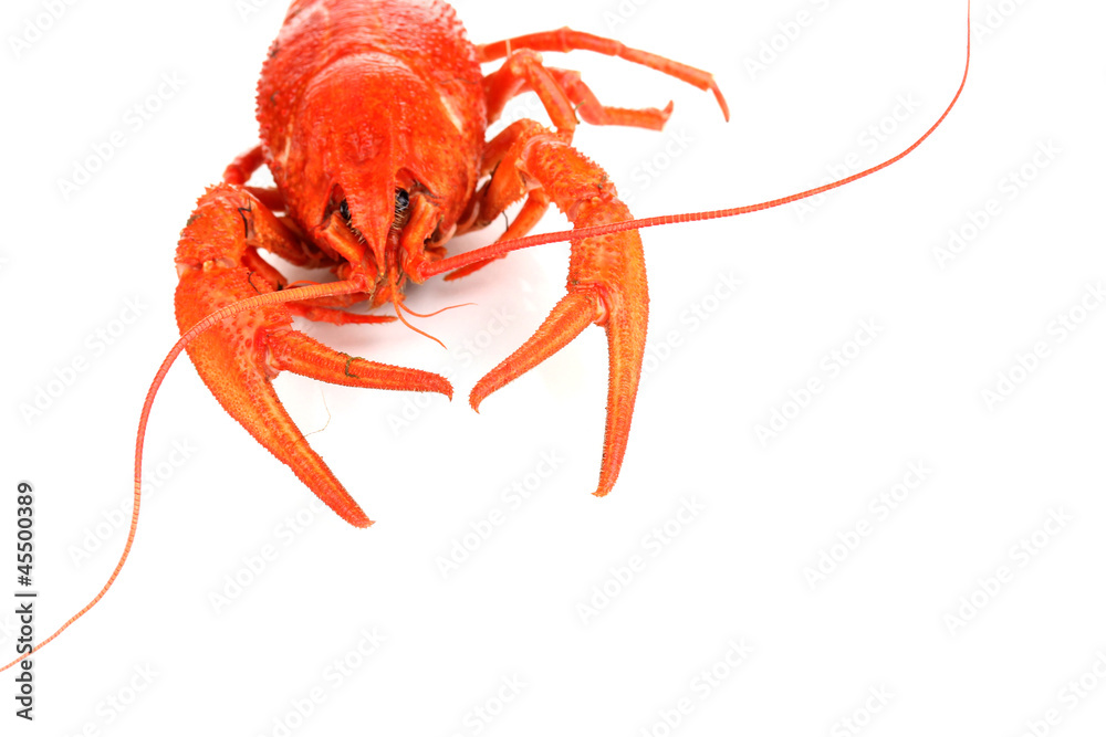 Tasty boiled crayfish isolated on white Tasty boiled crayfish isolated on white