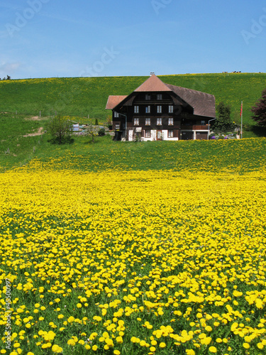  Scenic meadow in Emmental region, Switzerland