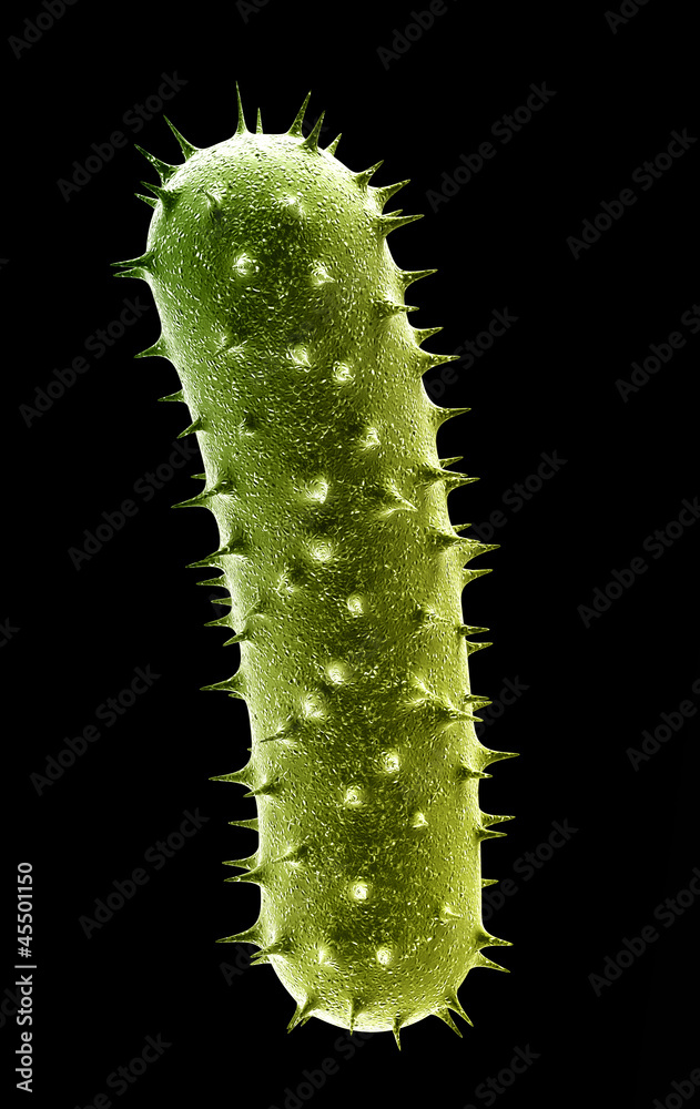 bacteria,virus