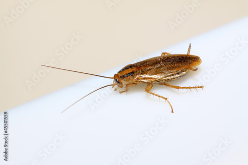 Fototapeta Detailní záběr na švába