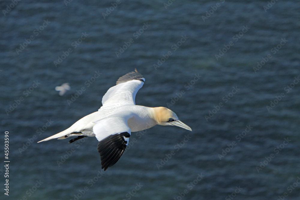 Basstölpel am Vogelfelsen auf Helgoland Basstölpel am Vogelfelsen auf Helgoland