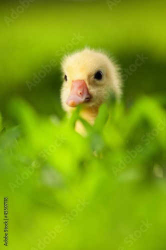 Domestic gosling © DenisNata