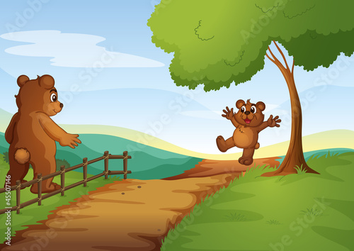 Bears