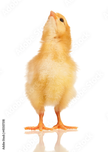 Valokuva Little chicken