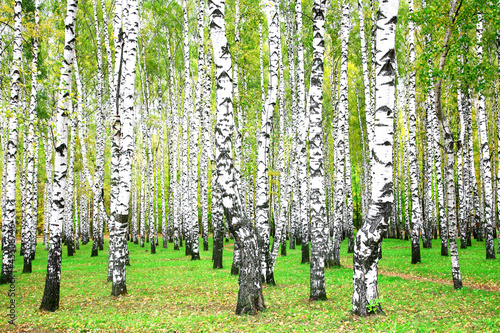 September autumn birch grove